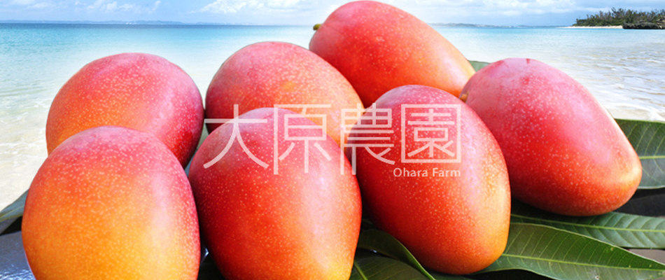 大原農園 石垣島