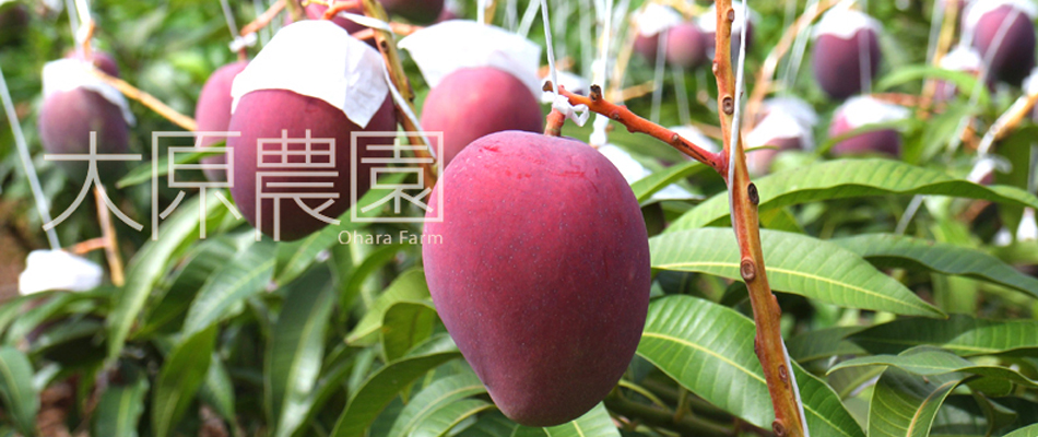 大原農園 石垣島